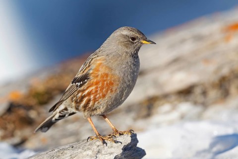 Alpine Accentor (Prunella collaris), Valais, Switzerland