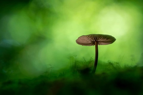 Mushroom in Urwald Baumweg, Ahlhorn, Lower Saxony, Germany