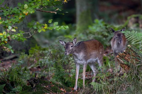 Fallow deer (Dama dama) and calf on the way to the rut, autumn, rut, fallow deer rut, October,