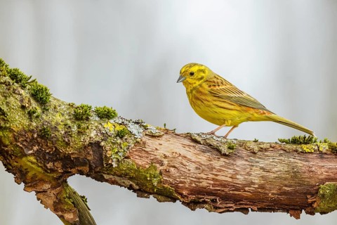 Goldammer, Emberiza citrinella Yellowhammer, Emberiza citrinella