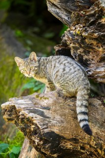 European wildcat (Felis silvestris silvestris) on an old tree trunk, Hesse, Germany