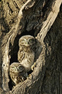 Little Owl (Athene noctua) juvenile in breeding cavity, Andalusia, Spain