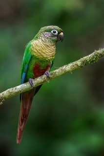 Maroon-bellied Parakeet (Pyrrhura frontalis) perched on a branch in the Atlantic rainforest of