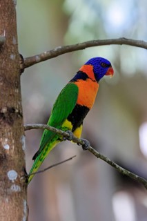Red-naped Lorikeet (Trichoglossus rubritorquis), Darwin All-coloured Lorikeet, adult, on tree,