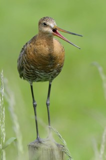 Uferschnepfe (Limosa limosa), Black-tailed Godwit, rufender Altvogel auf Sitzwarte, Mai, Nijkerk,