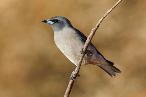 Masked Woodswallow (Artamus personatus), Western Australia, Australia