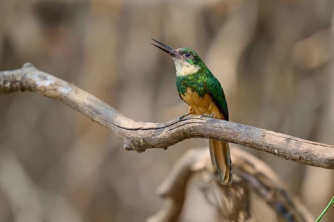 A bird on a branch opens its beak, probably while singing, Rufous-tailed jacamar (Galbula