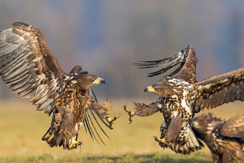 Two fighting sea eagles fighting over their prey, (Haliaeetus albicilla), Haliaaetus albicilla,