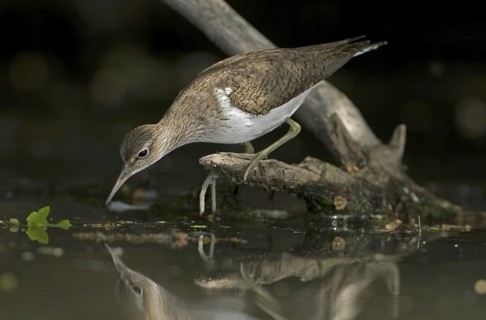 Common Sandpiper (Actitis hypoleucos), Saxony, Germany