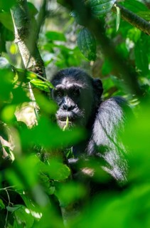 Chimpanzee (Pan Troglodytes), adult male in a tree between leaves, Murchison Falls National Park,