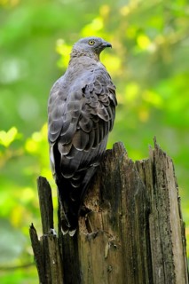 Honey buzzard (Pernis apivorus), adult, perch, vigilant, in summer, Šumava, Czech Republic
