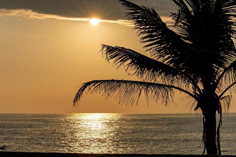 Sunset at sea with a palm tree in the foreground and orange sky, sunset with palm tree in the