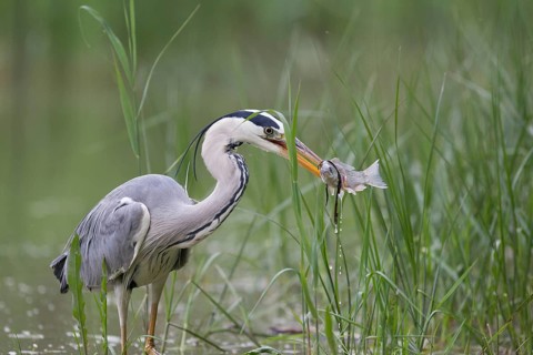 Grey Heron (Ardea cinerea) with fish prey in beak, Serbia
