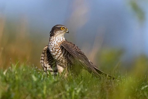 Eurasian Sparrowhawk (Accipiter nisus) female perched on the ground, North Rhine-Westphalia,