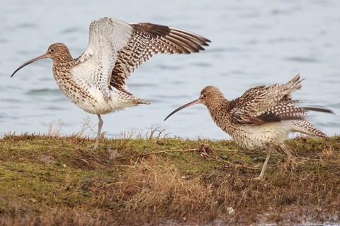 Eurasian Curlew (Numenius arquata), Netherlands