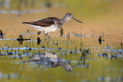 Common Greenshank (Tringa nebularia) foraging, Saxony-Anhalt, Germany