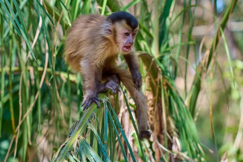A capuchin monkey screams expressively while sitting on a branch full of leaves, capuchin monkey