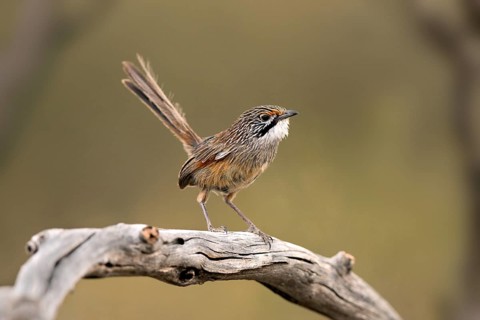 Striated Grasswren (Amytornis striatus) perched on a branch, Victoria, Australia