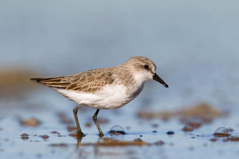 Red-necked Stint (Calidris ruficollis) foraging, Victoria, Australia