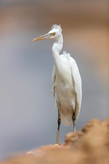 Great Egret, (Egretta gularis), Israel, Middle East