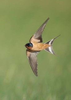 Barn Swallow (Hirundo rustica) flying, Texas, USA