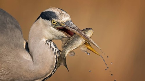 Grey Heron (Ardea cinerea) with fish prey in its beak, Hungary