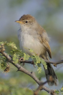 Rufous-fronted Prinia (Prinia buchanani), India