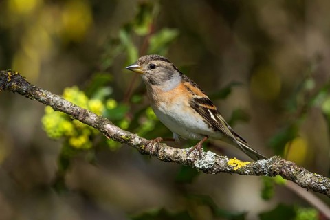 Mountain finch, female (Fringilla montifringilla) on a branch covered with yellow moss in the