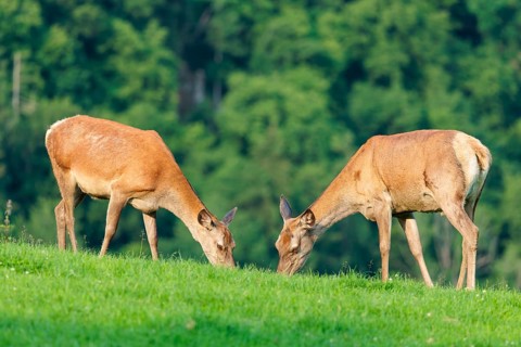 Two red deer hinds (Cervus elaphus) graze face to face in a green meadow in hilly terrain. A forest