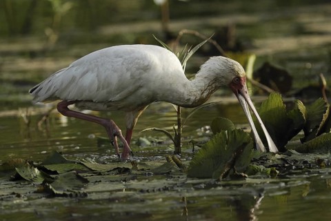 African Spoonbill (Platalea alba), Gambia