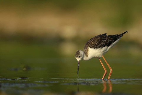Black-winged Stilt (Himantopus himantopus) juvenile foraging, Piedmont, Italy