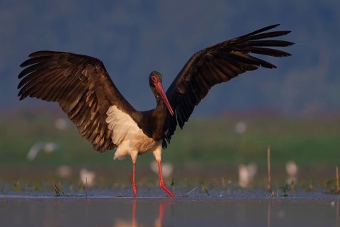 Black Stork (Ciconia nigra) foraging, Tiszaalpár, Hungary