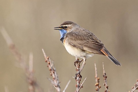 Bluethroat (Luscinia svecica cyanecula) male, Texel, Netherlands