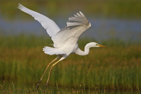 Great Egret (Ardea alba) foraging, Greece