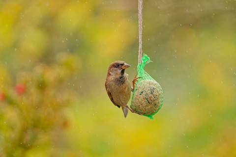 House sparrow (Passer domesticus) feeding from hanging suet feeder during light rain in autumn