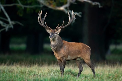 Red deer (Cervus elaphus) with heavy antlers in rut, Klamptenborg, Copenhagen, Denmark