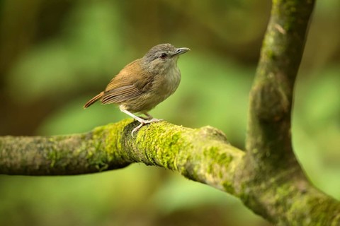 Horsfield's Babbler (Malacocincla sepiaria) perched on mossy trunk, East Java, Indonesia