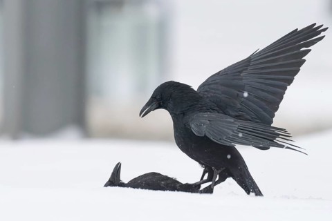 Two fighting crows (Corvus corone) in the snow, Hesse, Germany