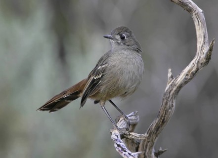 Southern Scrub Robin (Drymodes brunneopygia), South Australia, Australia
