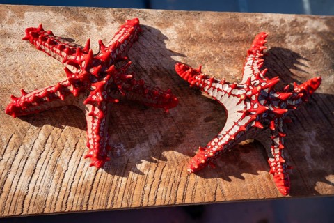 Two vibrant red horned sea stars lying on a weathered wooden surface under bright tropical sunlight