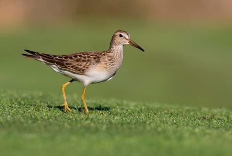 Pectoral Sandpiper (Calidris melanotos), British Columbia, Canada