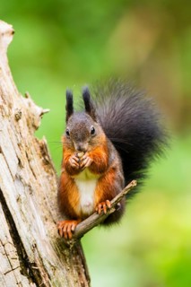 Red squirrel (Sciurus vulgaris) sitting on an old wrotten tree trunk in a forest, Bavaria, Gernany