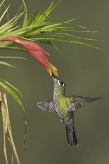 Green-crowned Brilliant (Heliodoxa jacula), Ecuador