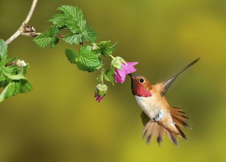 Rufous Hummingbird Male (Selasphorus rufus) - (Selasphorus rufus) - Victoria BC, Canada