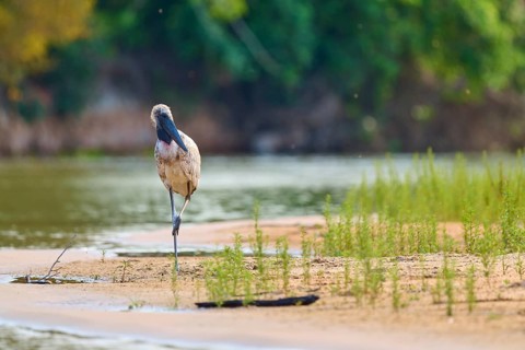 A bird stands on one leg on a sandy riverbank, surrounded by greenery and flowing water, juvenile,