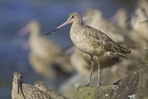Marbled Godwit (Limosa fedoa), Washington, USA