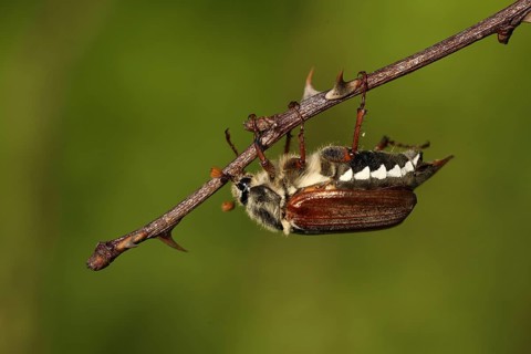 Field cockchafer (Melolontha melolontha) hanging from a branch, upside down, nature photography,