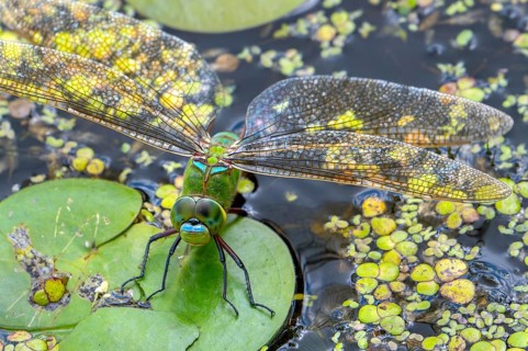 Emperor dragonfly, blue emperor (Anax imperator, Anax formosa) female with blue abdomen laying eggs