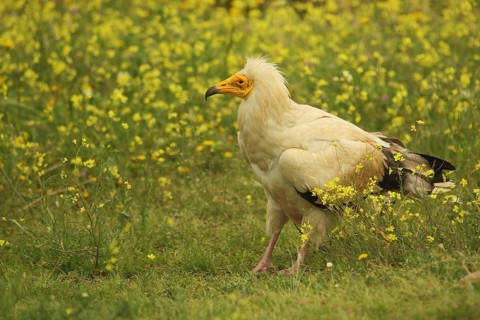Egyptian Vulture (Neophron percnopterus) in yellow flower meadow, Torrejon el Rubio, Monfragüe,