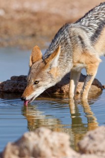 Black-backed jackal (Lupulella mesomelas), adult animal, reflected in the water, drinking at a